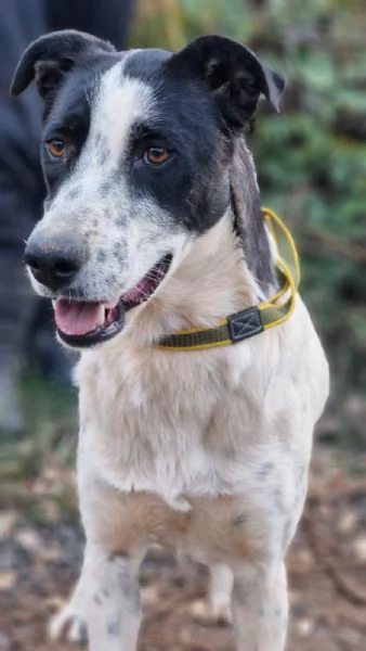 Daisy una meticcia adorabile | Foto 0