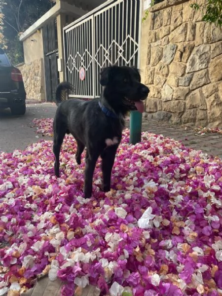 Blackie Simil Flat Coat Retriever | Foto 3