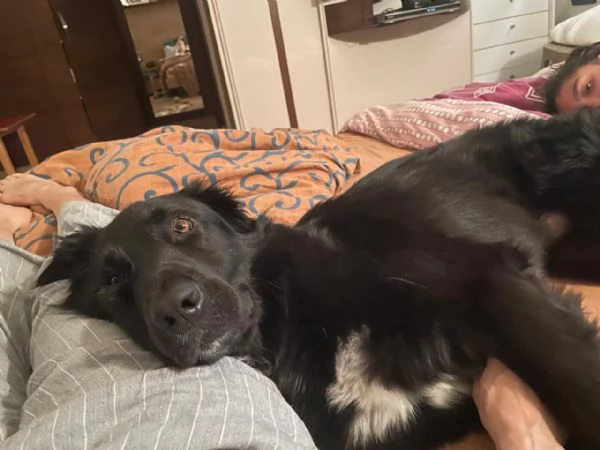 Blackie Simil Flat Coat Retriever