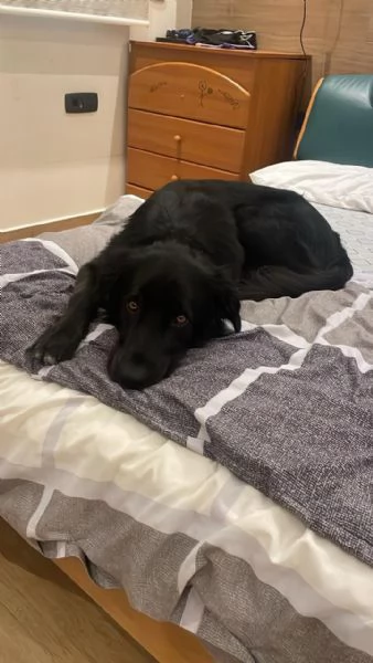 Blackie Simil Flat Coat Retriever | Foto 2