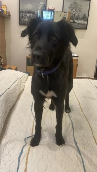 Blackie Simil Flat Coat Retriever | Foto 1