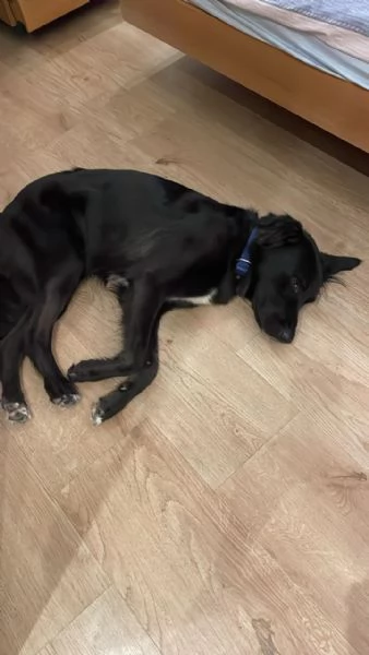 Blackie Simil Flat Coat Retriever | Foto 0