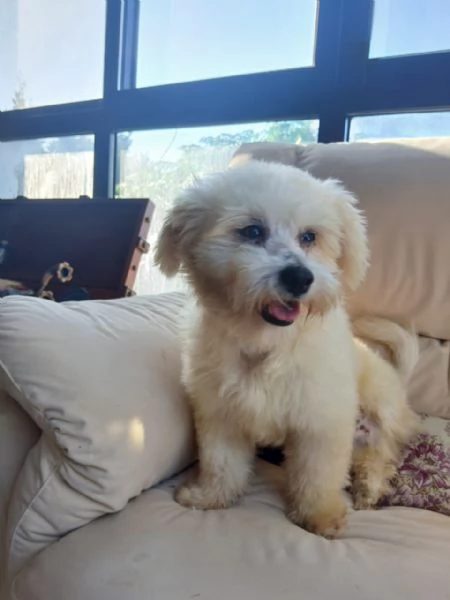 Flex un tenero maltese | Foto 3