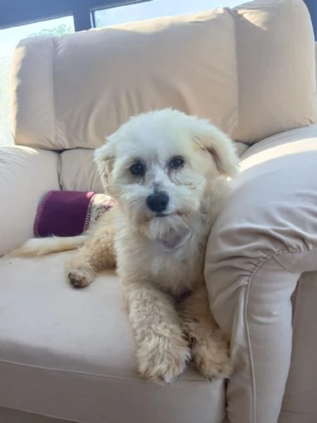 Flex un tenero maltese | Foto 2