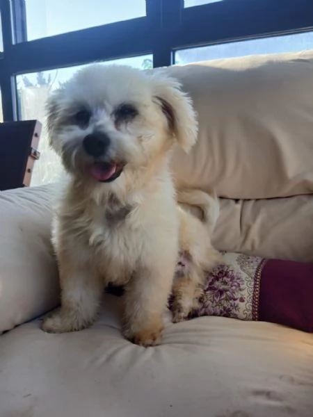 Flex un tenero maltese