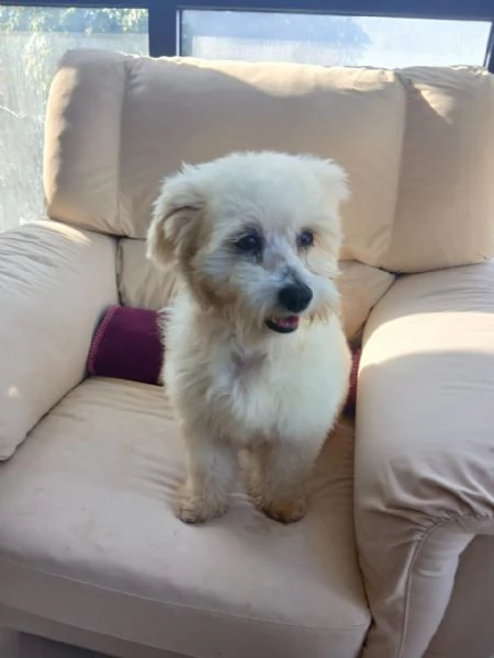 Flex un tenero maltese | Foto 1