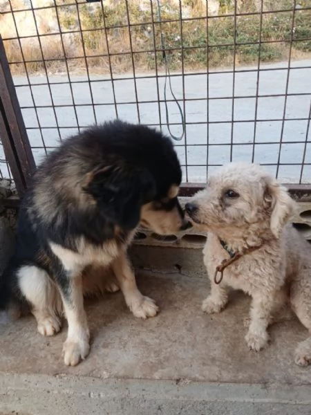 Lola una piccola maltese | Foto 3