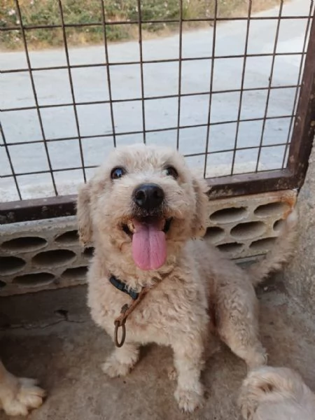 Lola una piccola maltese