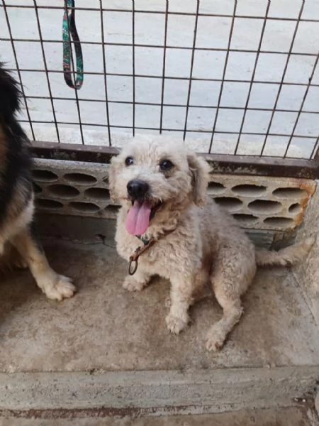 Lola una piccola maltese | Foto 2