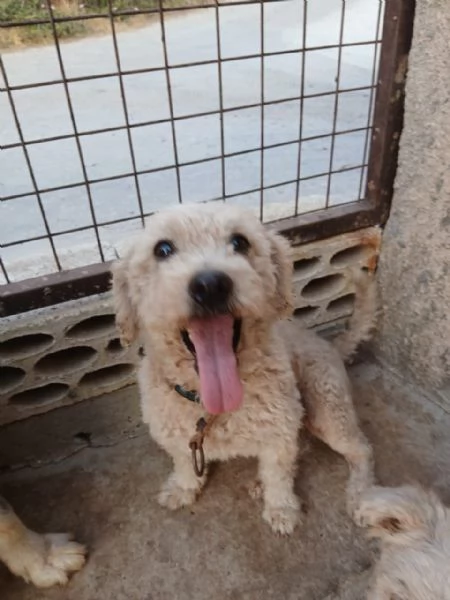 Lola una piccola maltese | Foto 1