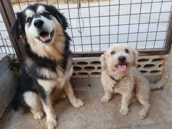 Lola una piccola maltese | Foto 0