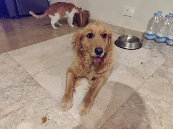 Stella una meraviglia di Golden Retriever | Foto 4