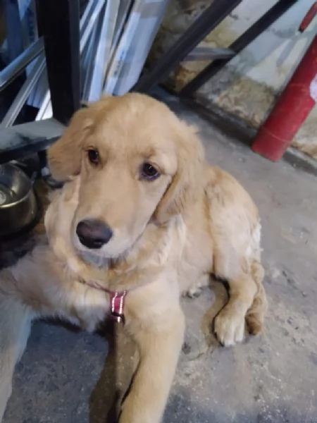 Stella una meraviglia di Golden Retriever | Foto 3