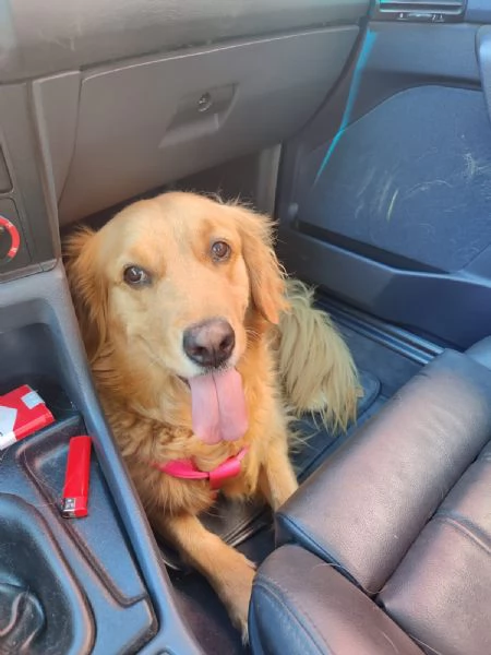 Stella una meraviglia di Golden Retriever | Foto 2