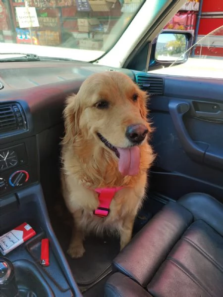 Stella una meraviglia di Golden Retriever | Foto 1