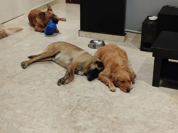 Stella una meraviglia di Golden Retriever | Foto 0