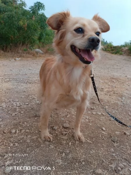 Najma una dolce meticcia