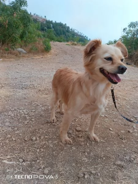 Najma una dolce meticcia | Foto 6