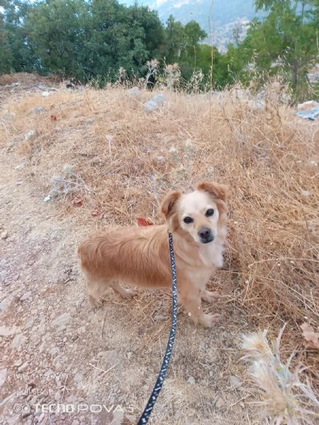 Najma una dolce meticcia | Foto 5