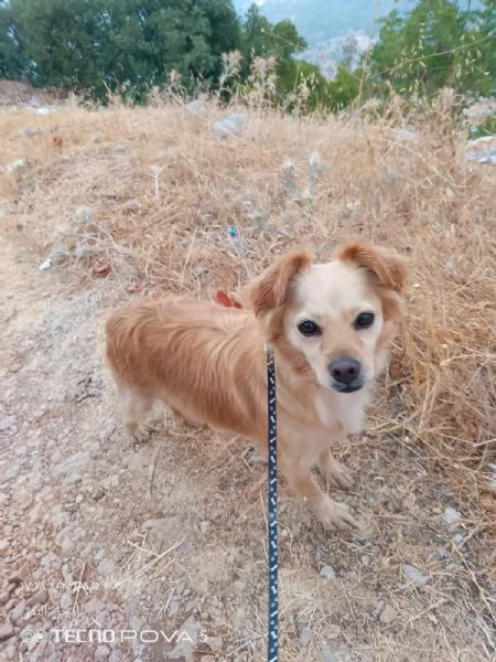 Najma una dolce meticcia | Foto 3