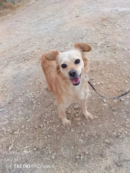 Najma una dolce meticcia | Foto 0