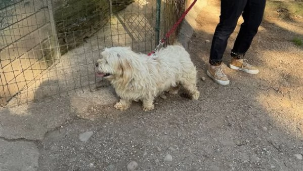Snoopy un tenero meticcio | Foto 6