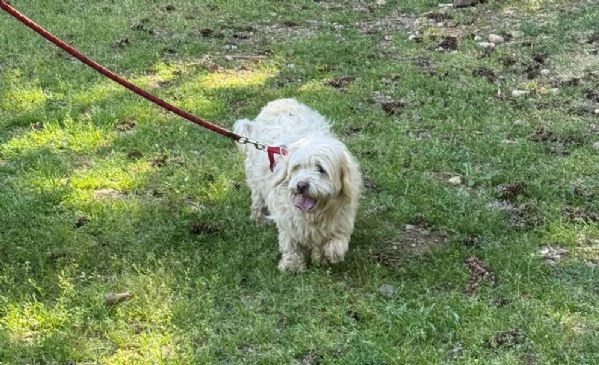 Snoopy un tenero meticcio | Foto 5