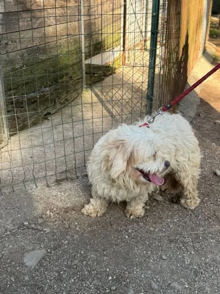 Snoopy un tenero meticcio | Foto 4