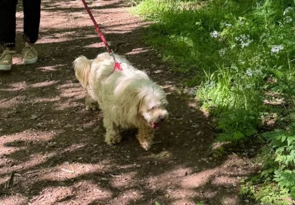 Snoopy un tenero meticcio | Foto 3