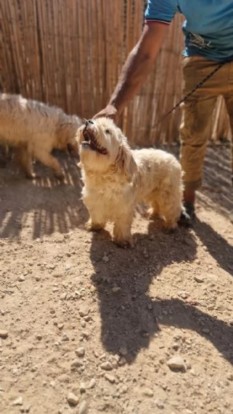 Snoopy un tenero meticcio | Foto 4