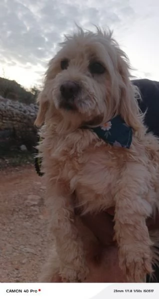 Snoopy un tenero meticcio