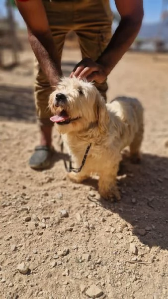 Snoopy un tenero meticcio | Foto 1