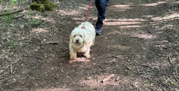 Snoopy un tenero meticcio | Foto 1