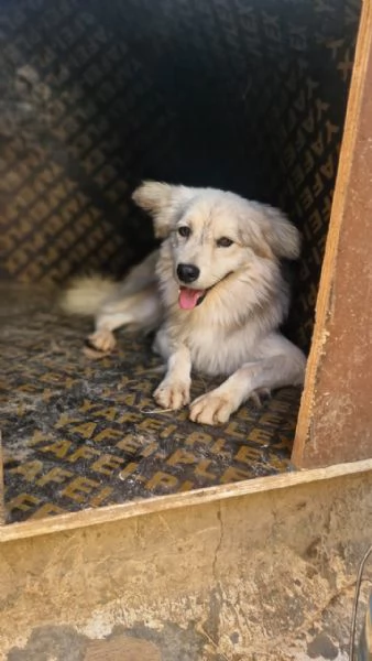 Yorgo un tenero pelosetto | Foto 4