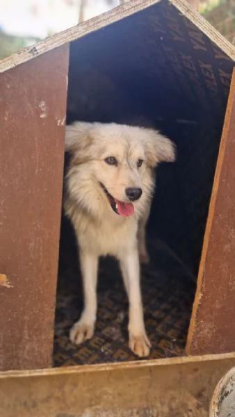 Yorgo un tenero pelosetto | Foto 3