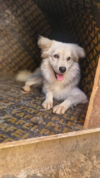 Yorgo un tenero pelosetto