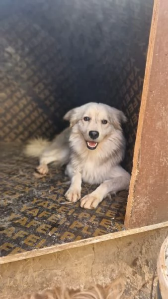 Yorgo un tenero pelosetto | Foto 1