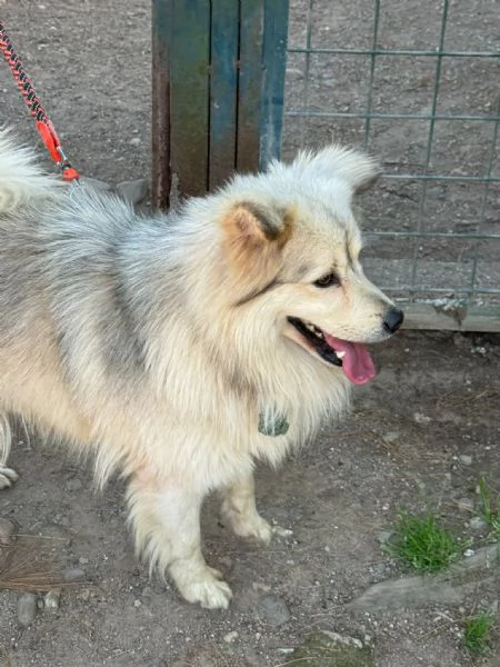 Yorgo un tenero pelosetto | Foto 1