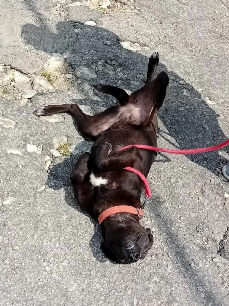 Lucy simil Labrador tutta da amare | Foto 4