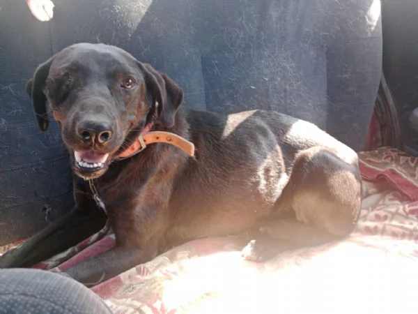 Lucy simil Labrador tutta da amare | Foto 3