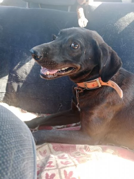 Lucy simil Labrador tutta da amare | Foto 2