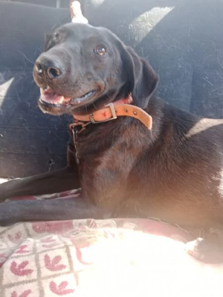 Lucy simil Labrador tutta da amare | Foto 0