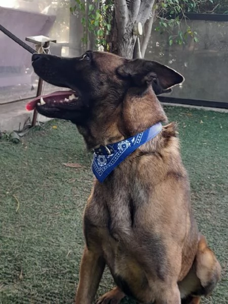 Akila splendida Malinois dolce e giocherellona | Foto 4