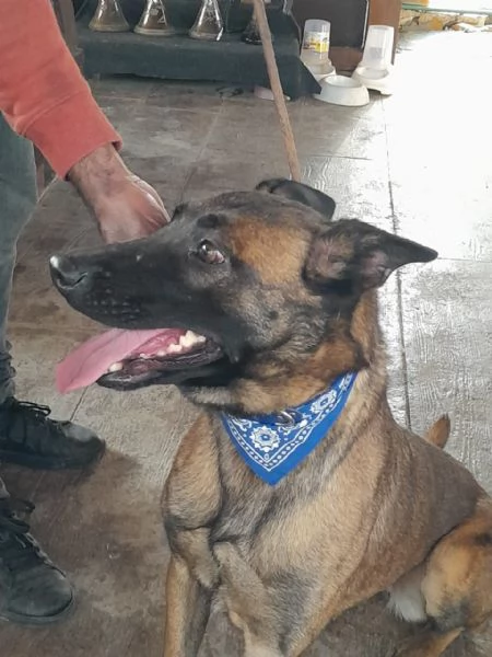 Akila splendida Malinois dolce e giocherellona | Foto 3