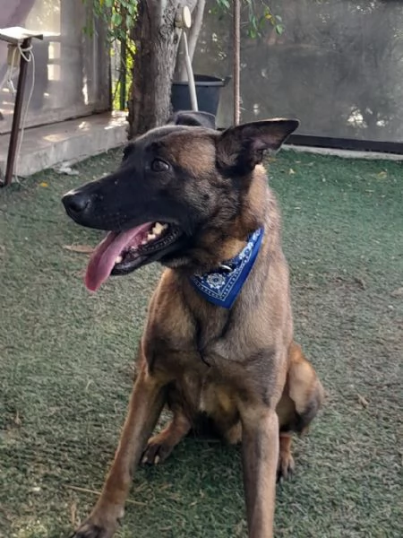 Akila splendida Malinois dolce e giocherellona
