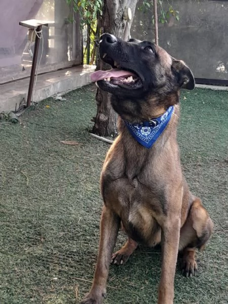 Akila splendida Malinois dolce e giocherellona | Foto 2