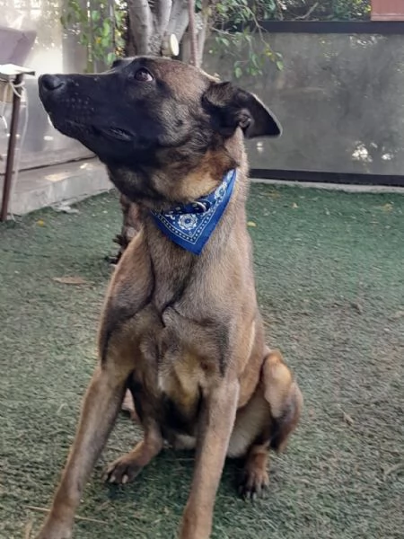 Akila splendida Malinois dolce e giocherellona | Foto 0