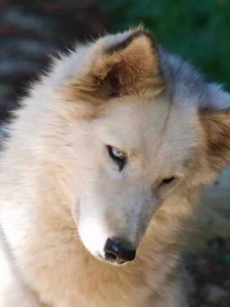 Donut una dolcezza di Husky | Foto 4
