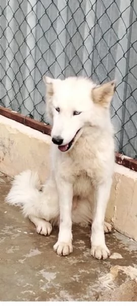 Donut una dolcezza di Husky