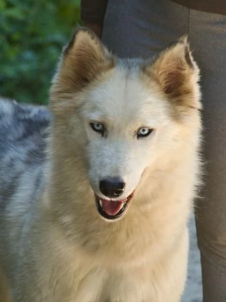 Donut una dolcezza di Husky | Foto 3